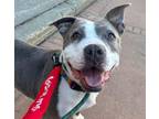 Adopt Buttercup a American Staffordshire Terrier, Mixed Breed