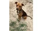 Adopt Matilda a Boxer, American Staffordshire Terrier