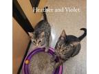 Adopt Violet and Heather a Egyptian Mau