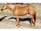 RanchRopeTrail Gelding