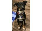 Adopt Brandy- CL a Australian Cattle Dog / Blue Heeler, Labrador Retriever