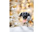 Adopt Jules a Shih Tzu, Cairn Terrier