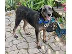 Adopt Misty a Catahoula Leopard Dog, Mixed Breed