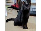 Adopt Stormy - bonded with Frost a Domestic Short Hair