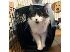 Adopt Dutchess a Domestic Medium Hair