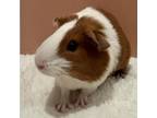 Adopt Gingersnap a Guinea Pig