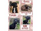 Adopt Eeney a Rottweiler, Labrador Retriever