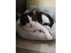 Adopt Macintosh a Domestic Short Hair