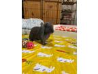 Adopt Charcoal a Lop Eared
