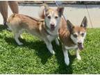 Adopt Digby & Edith a Corgi