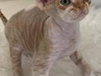 Miracle Kee Devon Rex Male