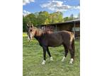 Tennessee walking horse gelding