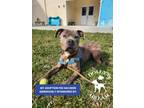 Adopt PATRONE a Pit Bull Terrier