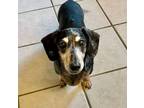 Adopt Sherman (bonded to Taylor) a Miniature Dachshund