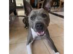 Adopt Benny a American Staffordshire Terrier, Mixed Breed