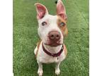 Adopt Chance a American Staffordshire Terrier, Mixed Breed