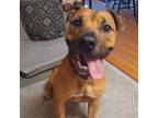 Adopt Brad Pitt a American Staffordshire Terrier, Mixed Breed