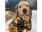 Adopt Burger a American Staffordshire Terrier, Mixed Breed