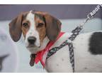 Adopt Dodger a Coonhound, Treeing Walker Coonhound