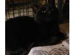 Adopt Magic, fostered at Gorrie a Domestic Short Hair