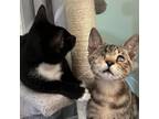 Adopt Turner & Gibbs - bonded pair in foster home a Domestic Short Hair
