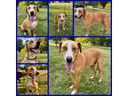 Adopt BAM a American Foxhound, Catahoula Leopard Dog