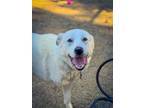Adopt Paws a Great Pyrenees