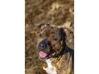 Adopt Brad a Staffordshire Bull Terrier