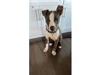 Adopt Puppy Navy a Pit Bull Terrier