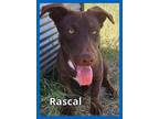 Adopt Rascal a Doberman Pinscher, Labrador Retriever