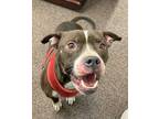 Adopt Wally - Great Companion a Staffordshire Bull Terrier