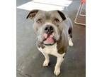 Adopt Chulo a Pit Bull Terrier, American Bully