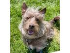 Adopt Rusty a Yorkshire Terrier, Terrier
