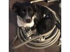 Adopt Finn a Border Collie, Brittany Spaniel