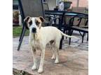 Adopt Jack a Jack Russell Terrier, Terrier