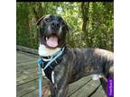 Adopt Lucky a Boxer, American Staffordshire Terrier