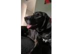 Adopt Grundy a Plott Hound