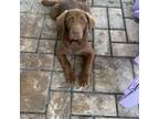 Labrador Retriever Puppy for sale in Princeton, NC, USA