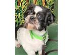 BEST FRIEND BUDDY Shih Tzu Adult Male