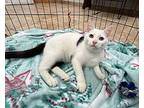Flounder Domestic Shorthair Young Male