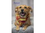 Peter (D23-152) Terrier (Unknown Type, Small) Adult Male