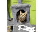 Ollie Domestic Shorthair Kitten Male