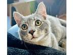 (ca) Damone Domestic Shorthair Kitten Male