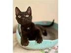 Reggie - $55 Adoption Fee Special Domestic Shorthair Kitten Male
