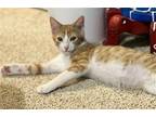 Roly Domestic Shorthair Young Male