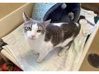 Paco Domestic Shorthair Adult Male