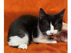 Tux Domestic Shorthair Kitten Male