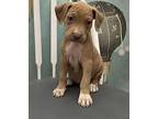 Connie American Pit Bull Terrier Puppy Female