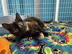 Cagney Domestic Shorthair Young Female
