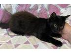 Salem Domestic Longhair Kitten Male